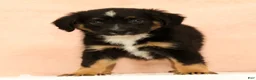 Mini Aussiedoodle dogs for sale: Leon - Ad 5