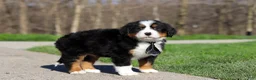 Bernese Mountain Dog dogs for sale: Zeke - Ad 4