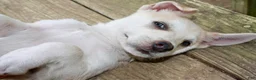 Pitsky dogs for sale: Pitsky 3 - Ad 5