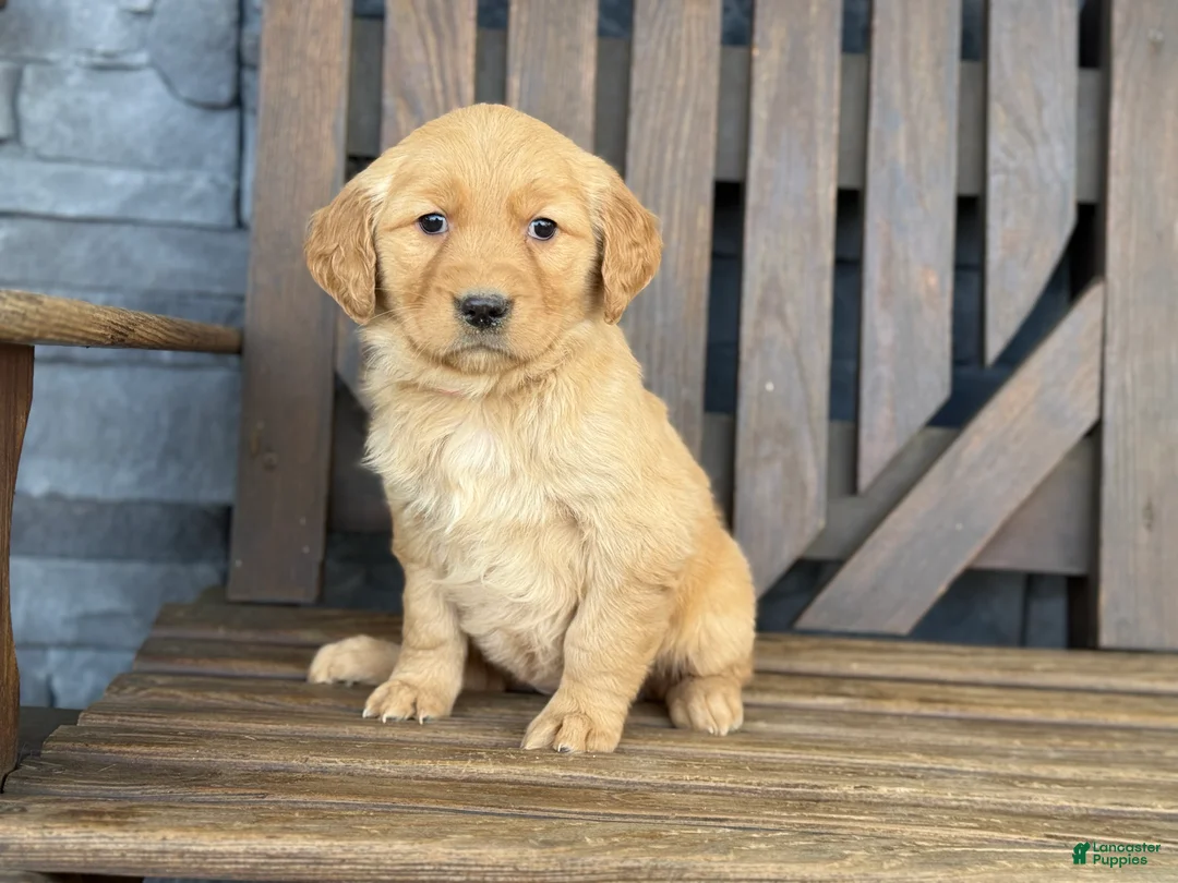 Golden Retriever dogs for sale: Sparky - Ad 2
