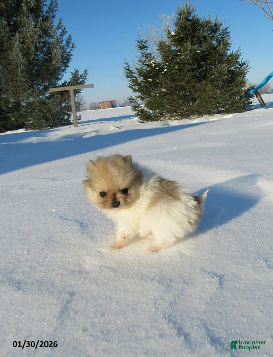 Pomeranian dogs for sale: Minnie - Ad 4