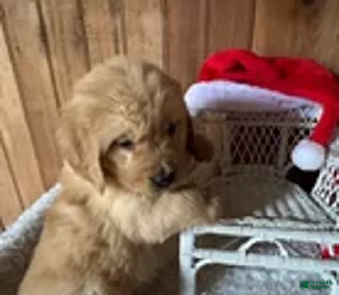 Golden Retriever dogs for sale: Ms. Jolly Holly - Ad 1