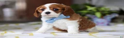 Cavalier King Charles Spaniel dogs for sale: Milo - Ad 5