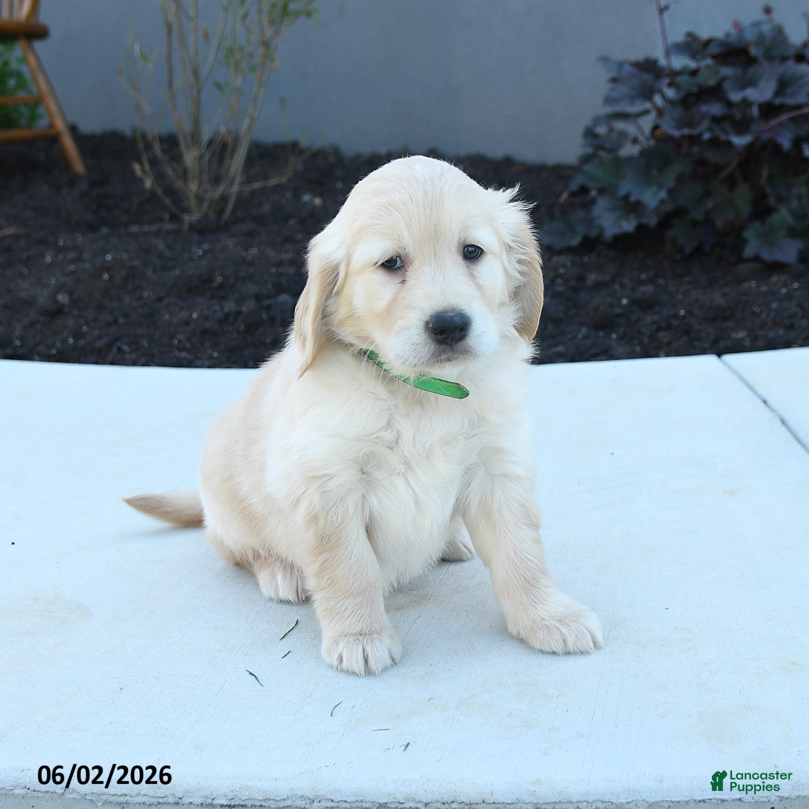 Golden Retriever dogs Willow - Ad 2