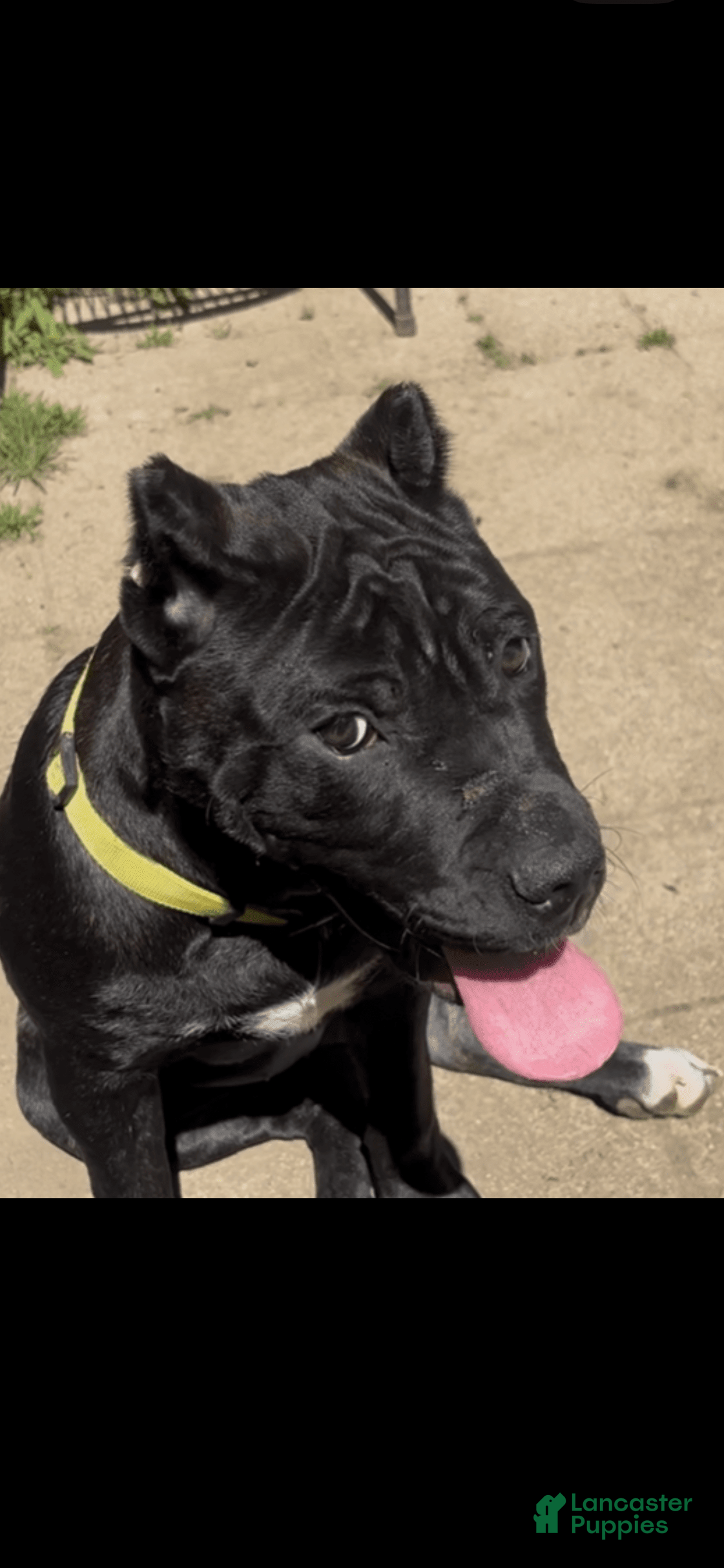 Presa Canario dogs Lola - Ad 2