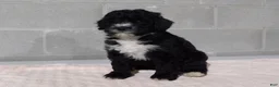Bernedoodle dogs for sale: Rosy - Ad 3