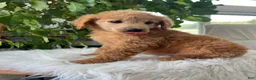 Mini Goldendoodle dogs for sale: Carrie - Ad 3