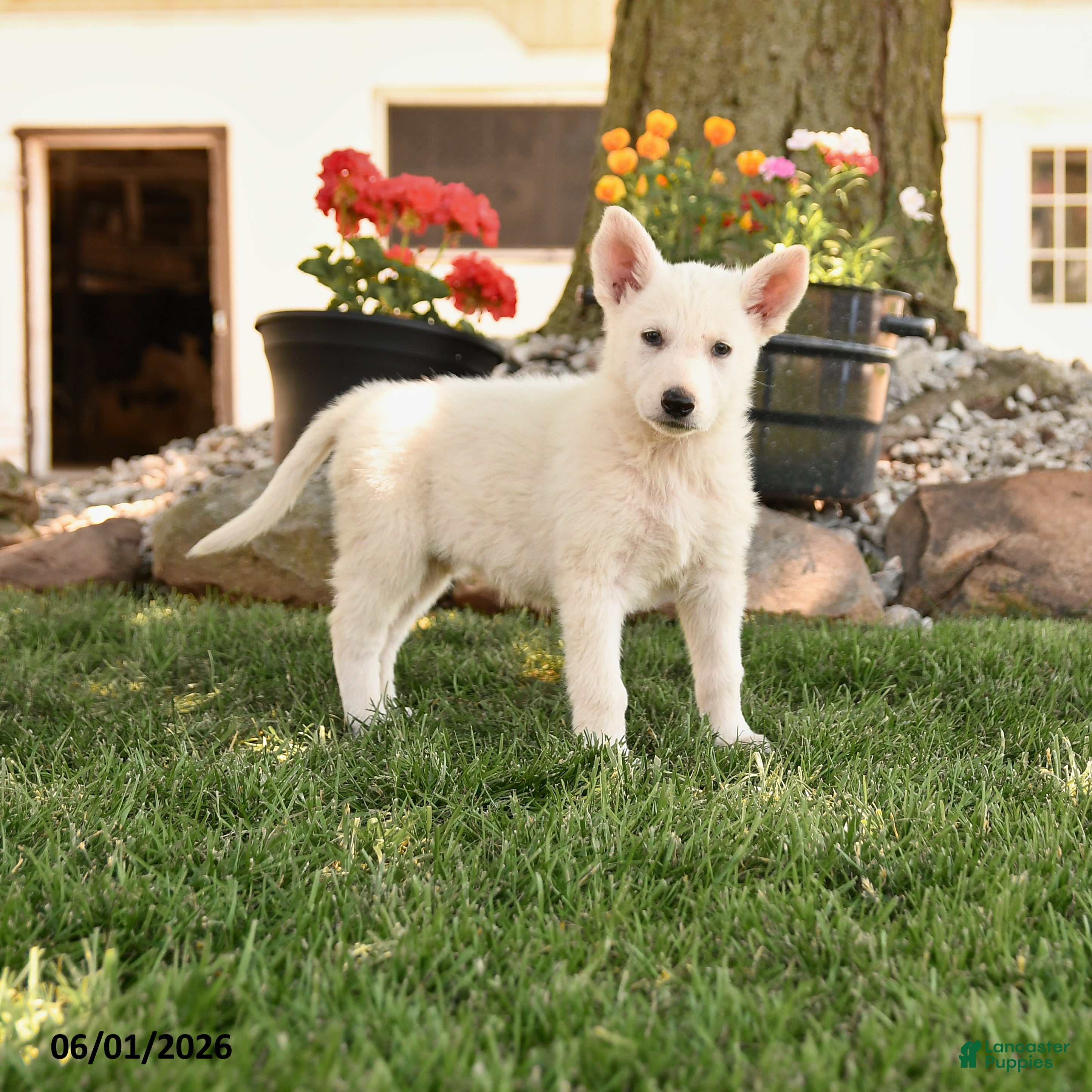 German Shepherd dogs Sandra - Ad 1