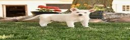 German Shepherd dogs for sale: Sandra - Ad 1