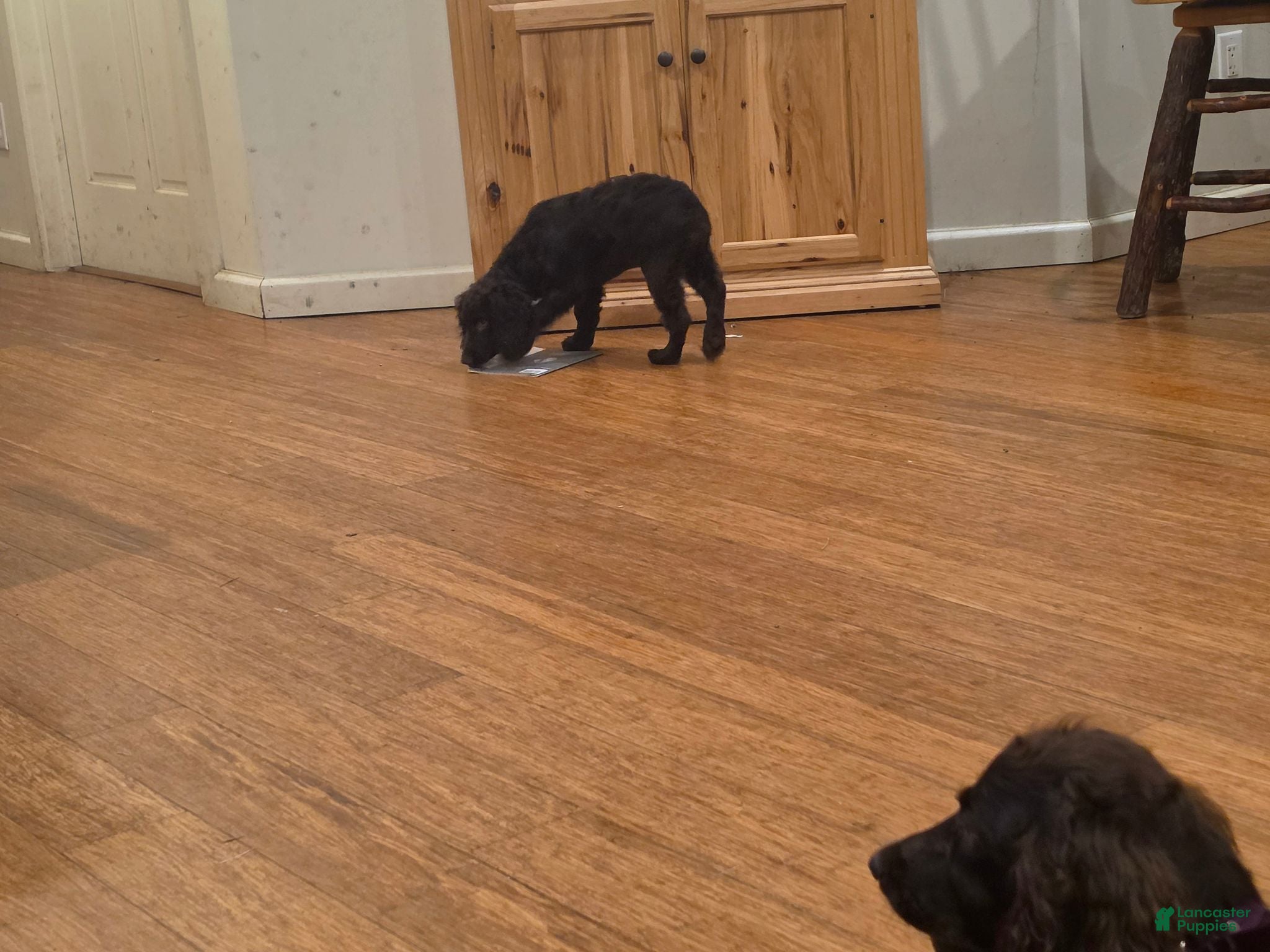 Boykin Spaniel dogs Boykin Spaniel 1 - Ad 8