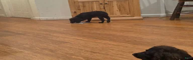 Boykin Spaniel 1