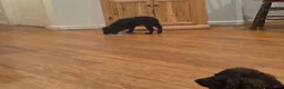 Boykin Spaniel dogs for sale: Boykin Spaniel 1 - Ad 1