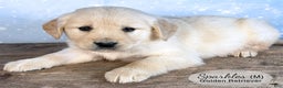 Golden Retriever dogs for sale: Sparkles - Ad 2