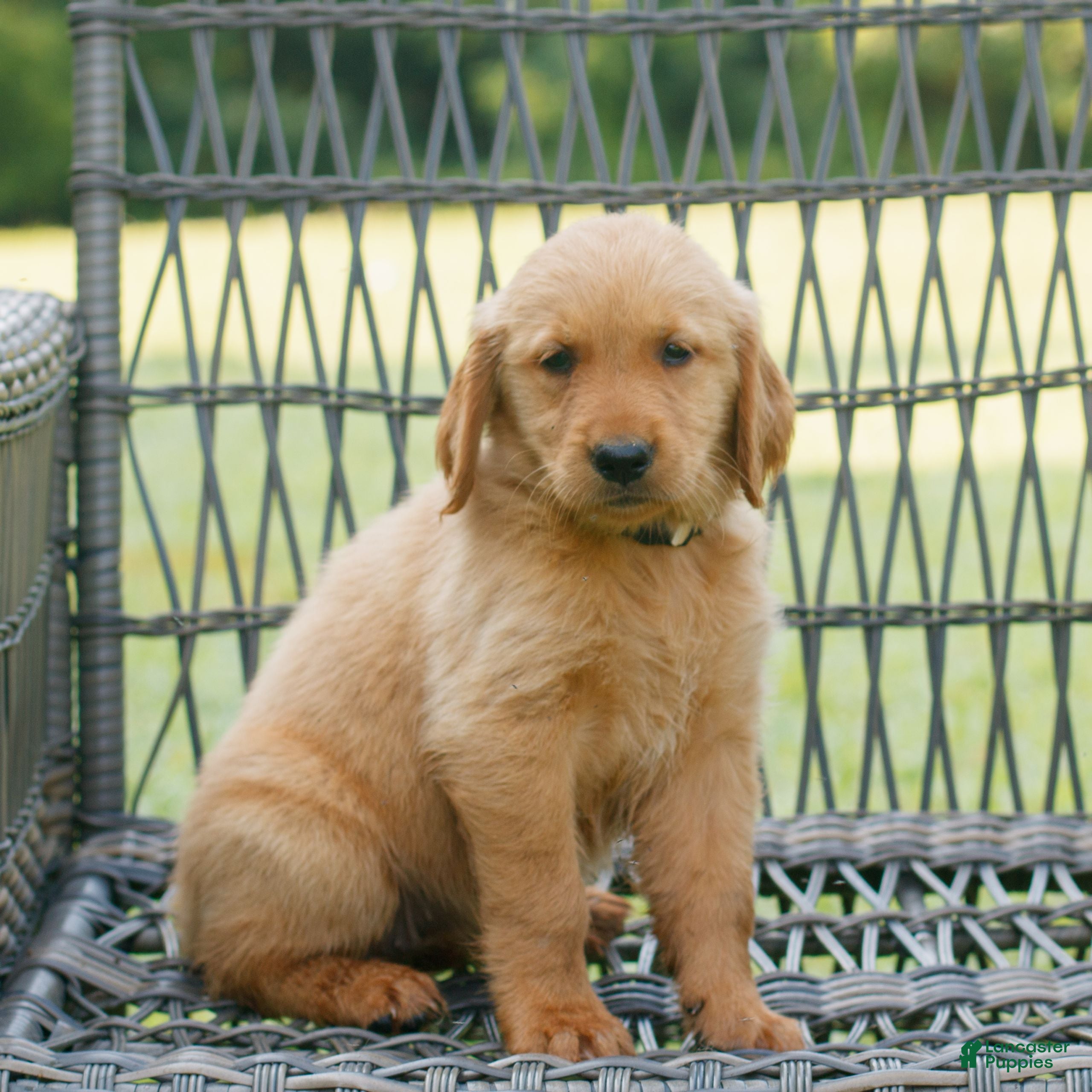 Golden Retriever dogs Daisy  - Ad 2