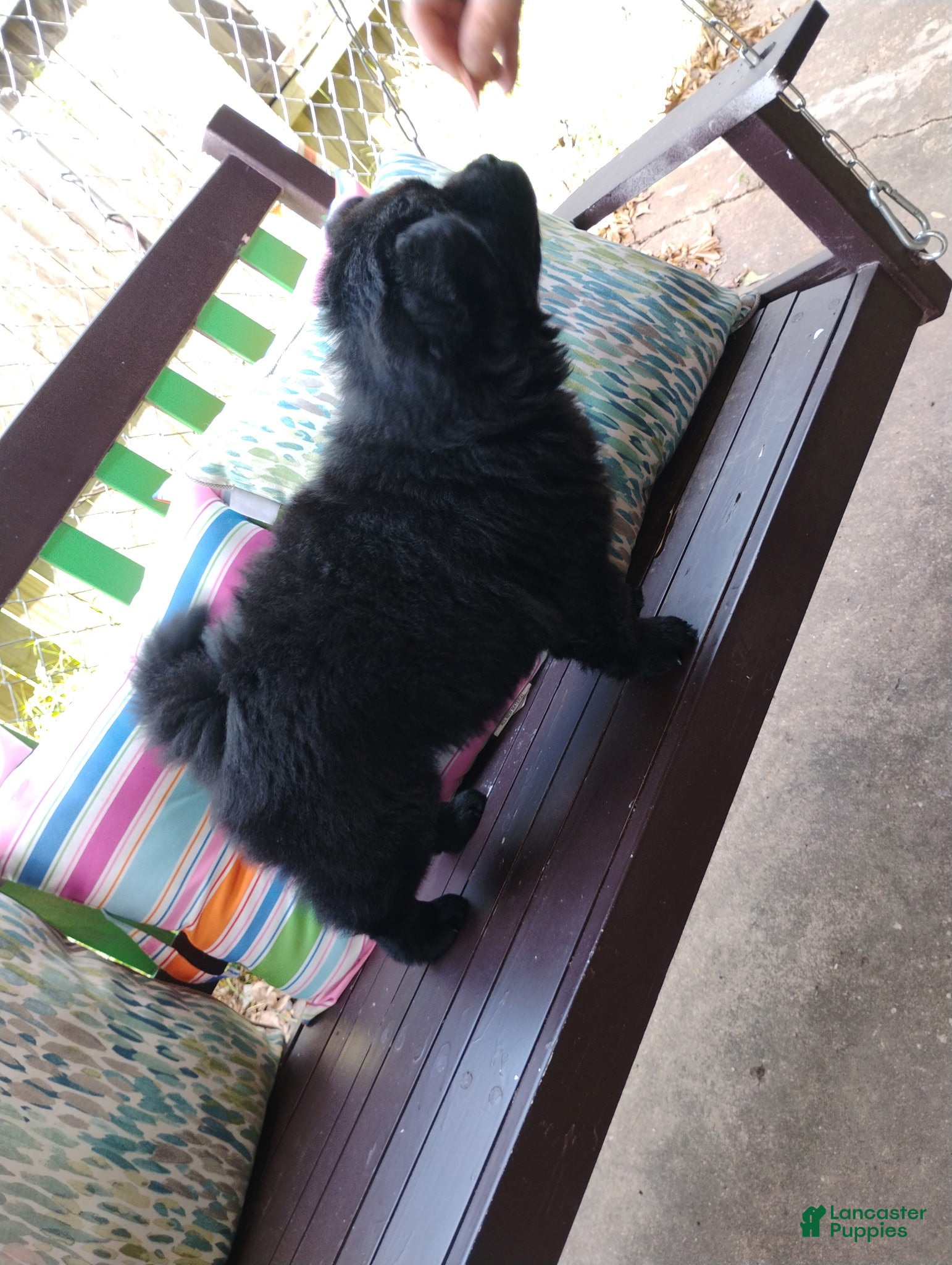 Chow Chow dogs Chow Chow 1 - Ad 13