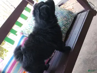 Chow Chow dogs Chow Chow 1 - Ad 13