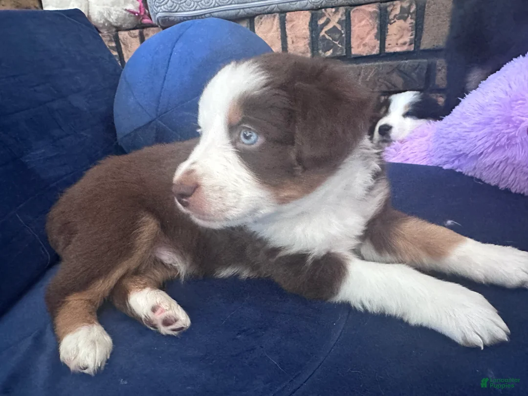 Australian Shepherd dogs for sale: Bear - Ad 1