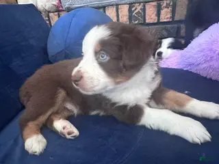 Australian Shepherd dogs Bear - Ad 5