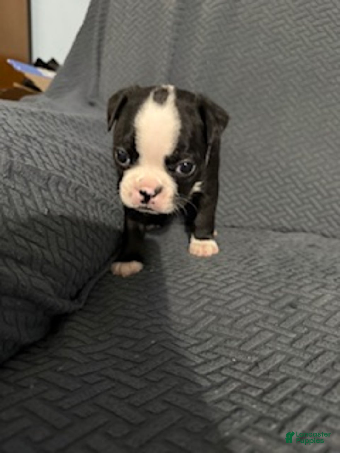 Boston Terrier dogs for sale: Commet - Ad 1
