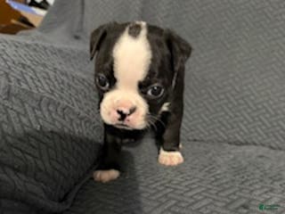 Boston Terrier dogs Commet - Ad 26