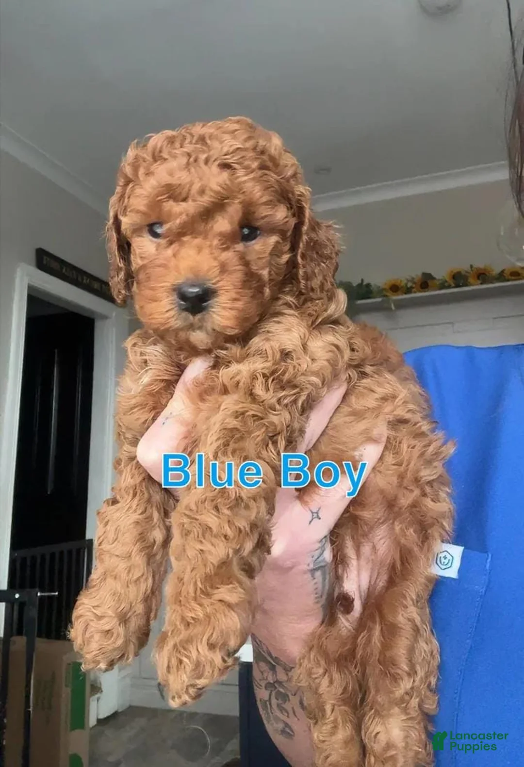 Cavapoo dogs for sale: Tom - Ad 1