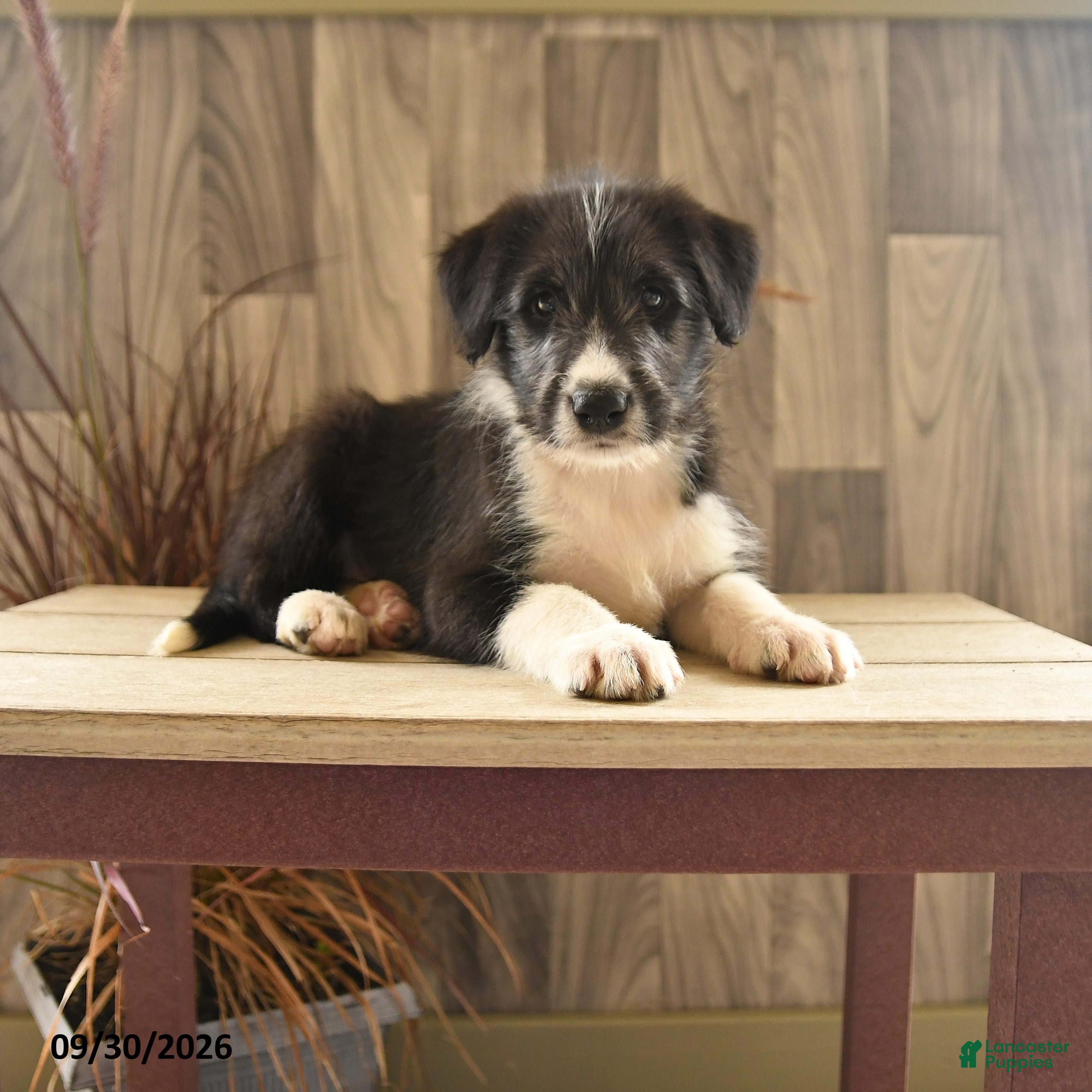 Mixed Breed dogs Crying Coyote - Ad 1