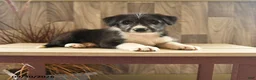 Mixed Breed dogs for sale: Crying Coyote - Ad 1