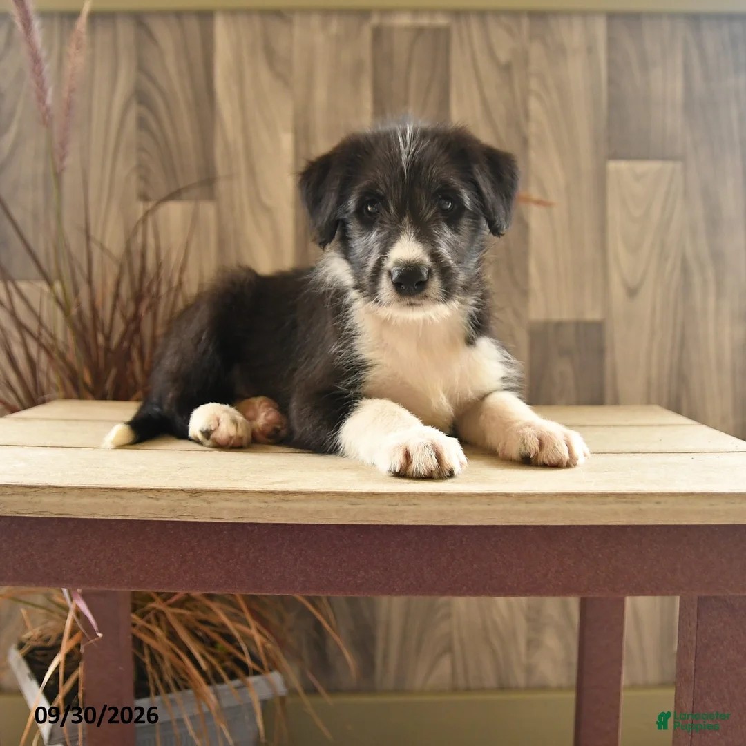 Mixed Breed dogs for sale: Crying Coyote - Ad 1