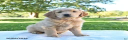 Golden Retriever dogs for sale: Rosie - Ad 4
