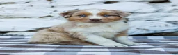 Australian Shepherd dogs for sale: Maggie - Ad 4