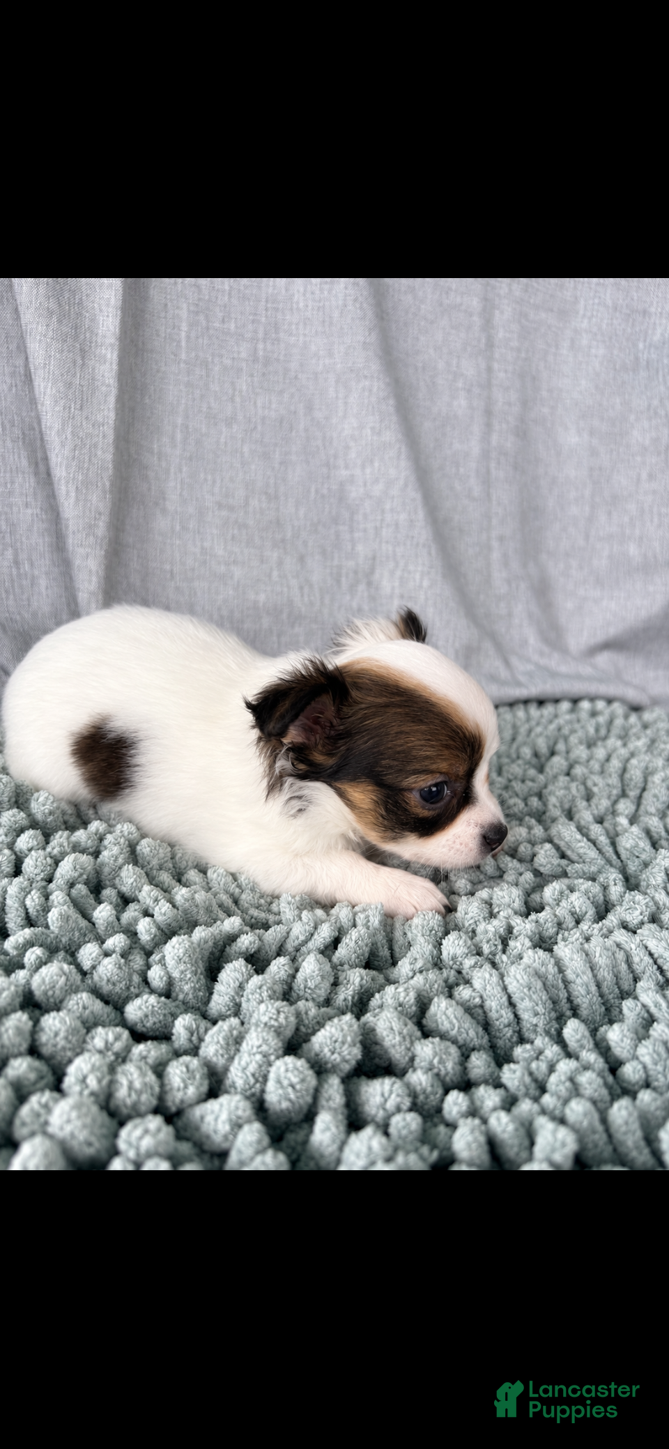 Chihuahua dogs Blue and white tri  - Ad 1