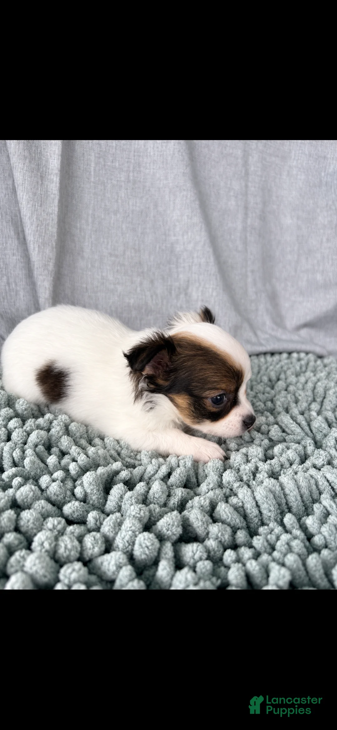 Chihuahua dogs for sale: Blue and white tri  - Ad 1