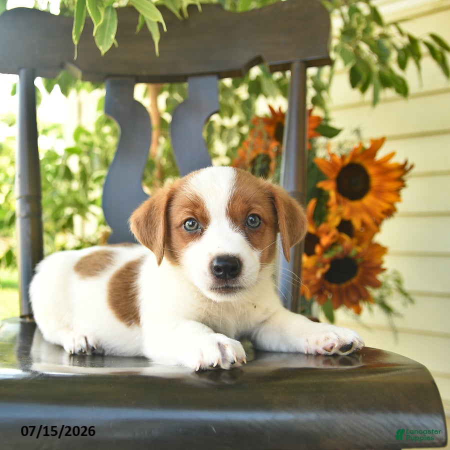 Jack Russell Terrier dogs Prince   - Ad 2