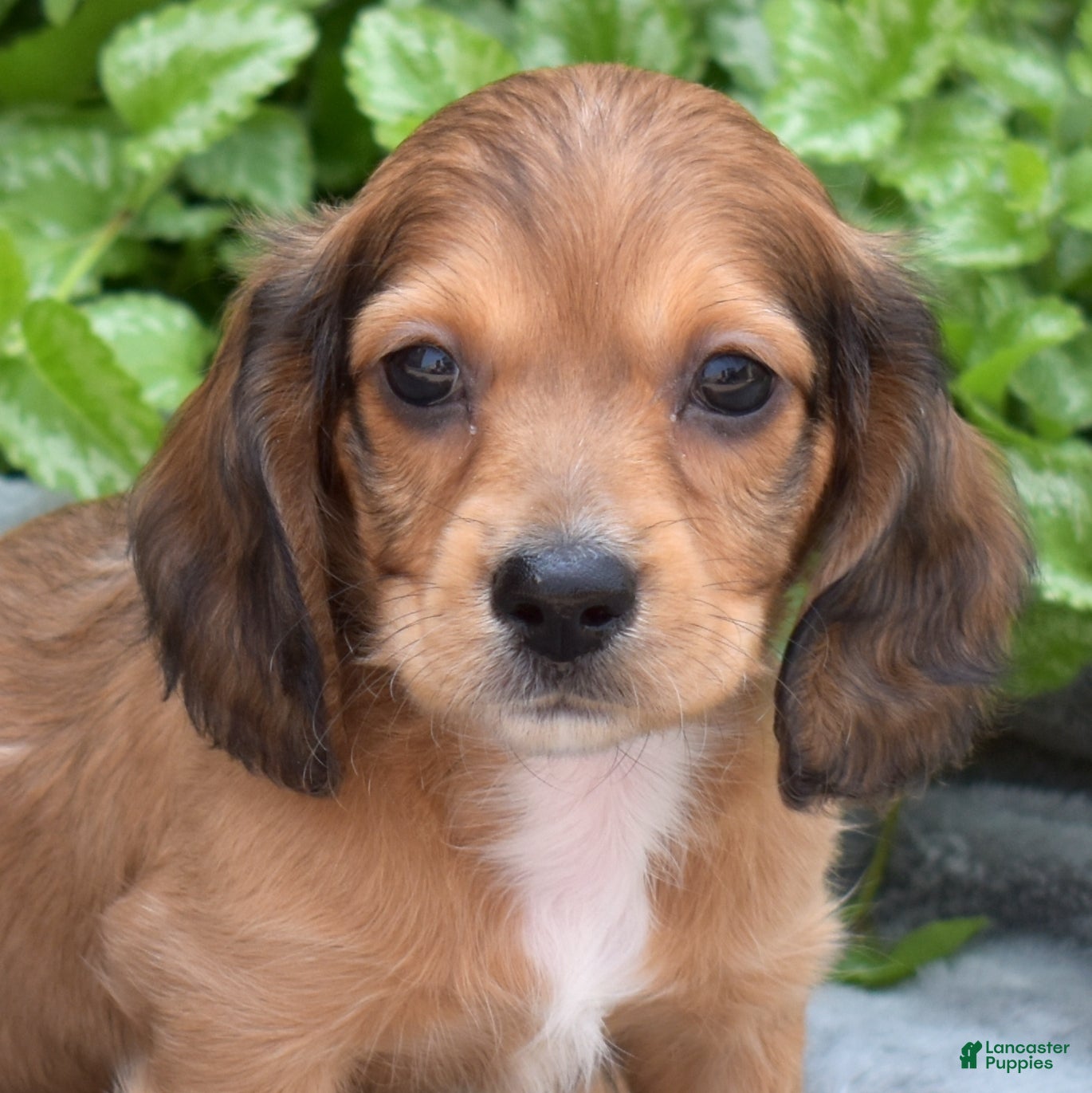 Miniature Dachshund dogs Forest - Ad 1