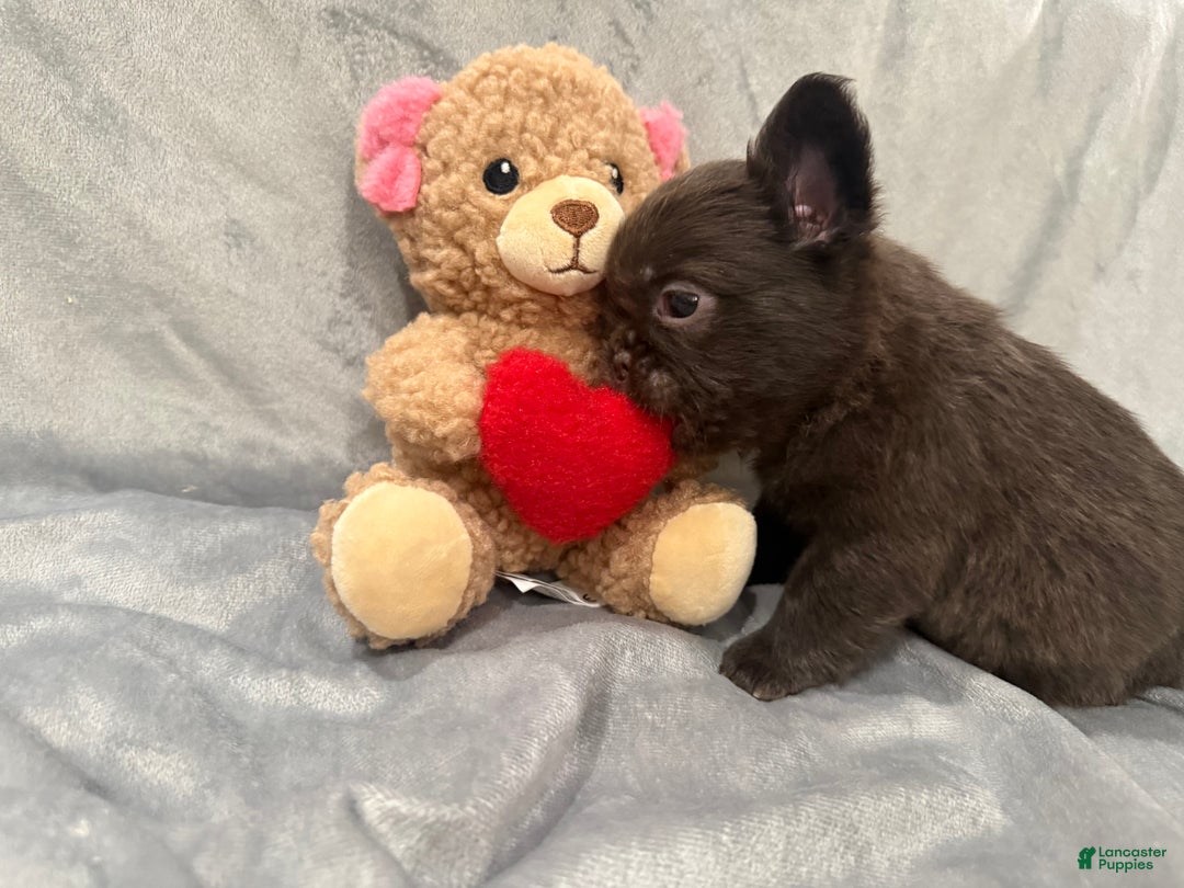 French Bulldog dogs for sale: Mary - Ad 4