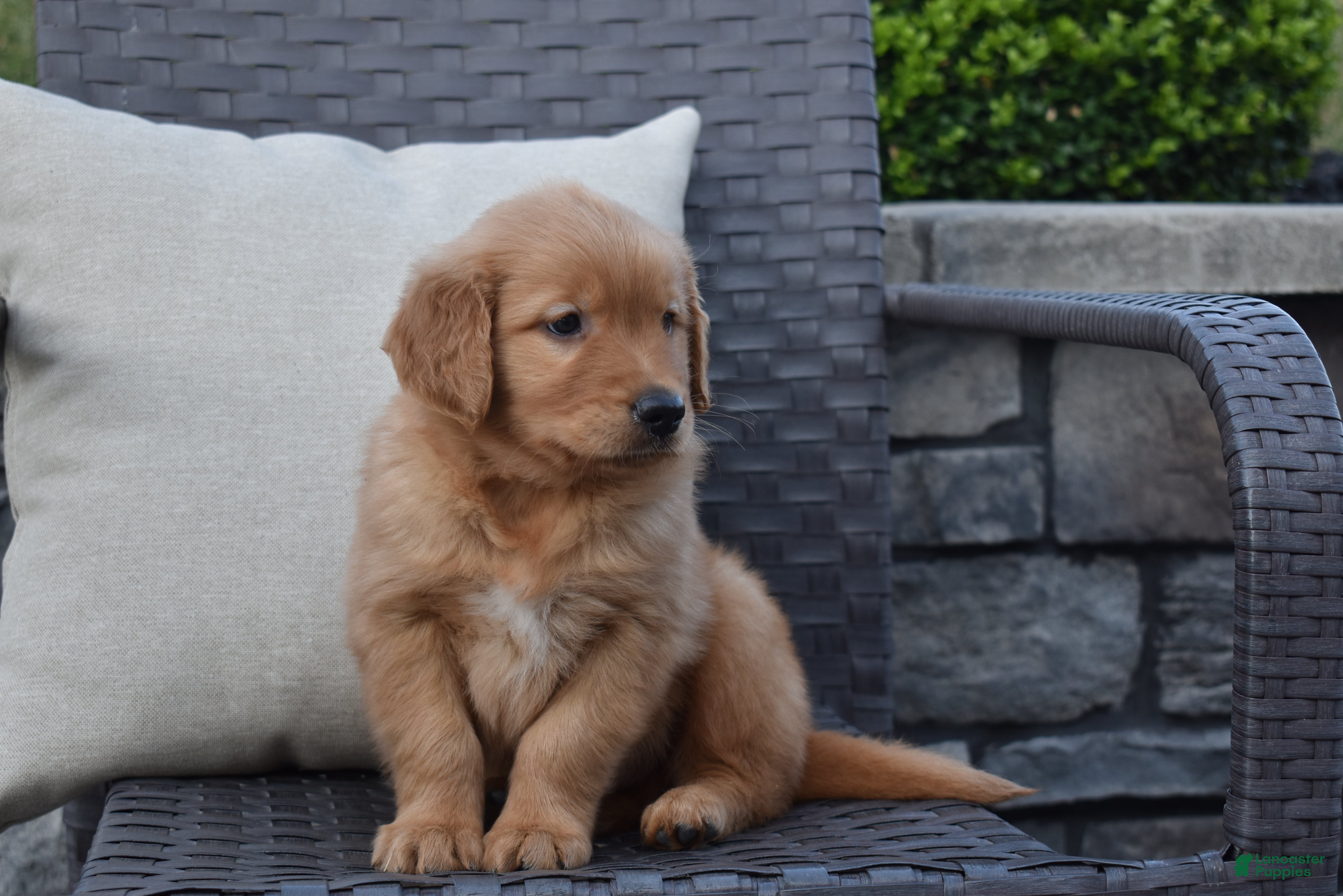 Golden Retriever dogs Kyle - Ad 2