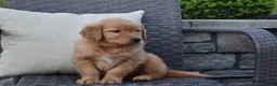 Golden Retriever dogs for sale: Kyle - Ad 2