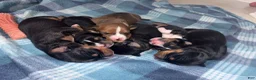 Mixed Breed dogs for sale: EJ - Ad 14