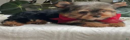 Yorkshire Terrier dogs for sale: Fido - Ad 12