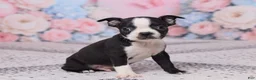 Boston Terrier dogs for sale: Jerry - Ad 3