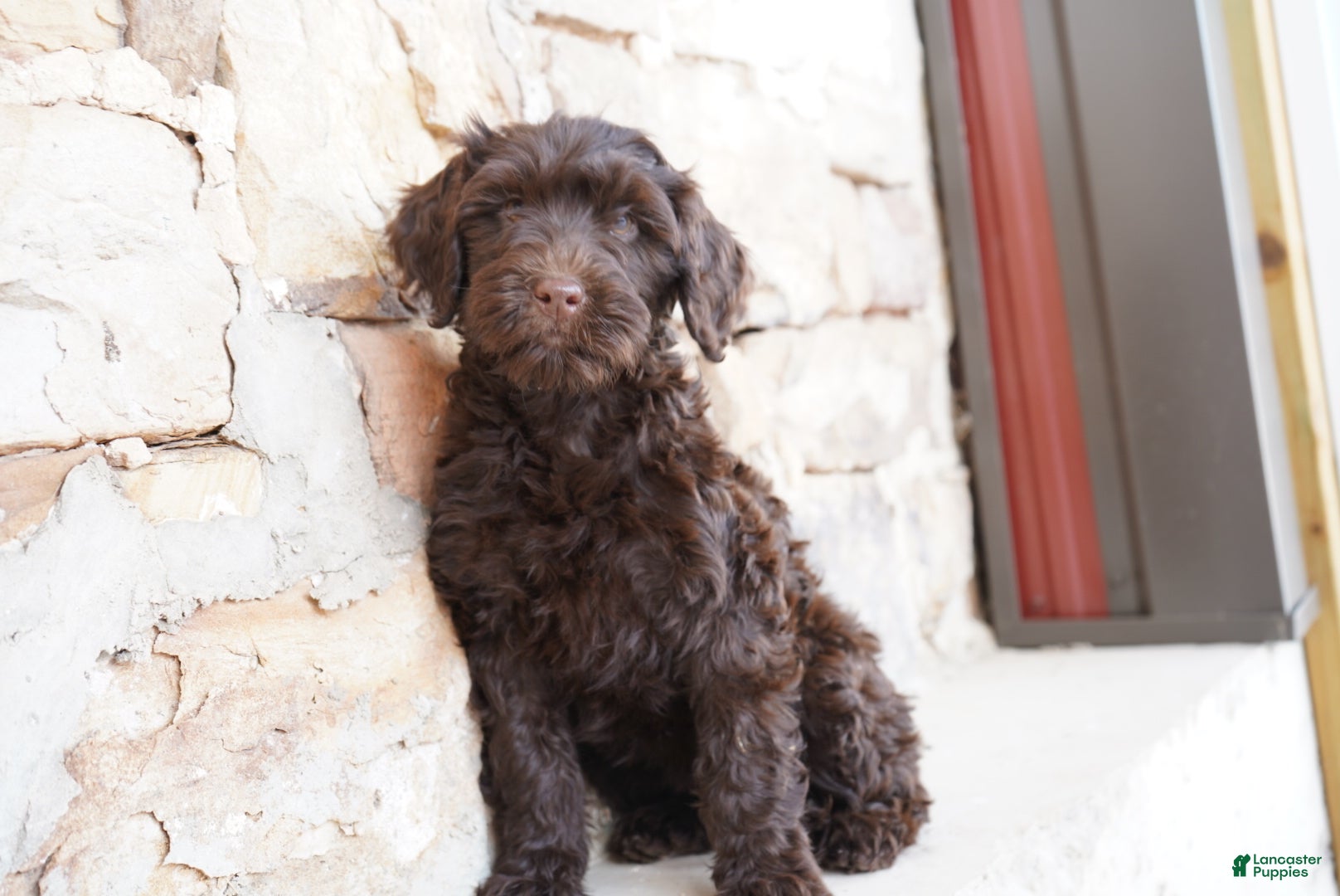 Portuguese Water Dog dogs Pearl  - Ad 2
