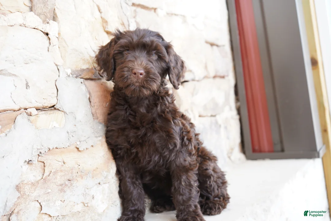 Portuguese Water Dog dogs for sale: Pearl  - Ad 1