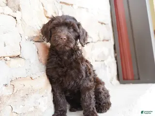 Portuguese Water Dog dogs Pearl - Ad 2