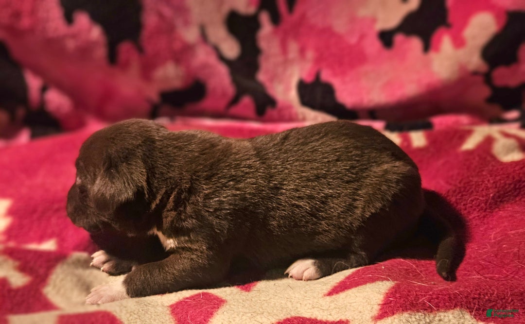 Border Collie dogs for sale: Cierra - Ad 10