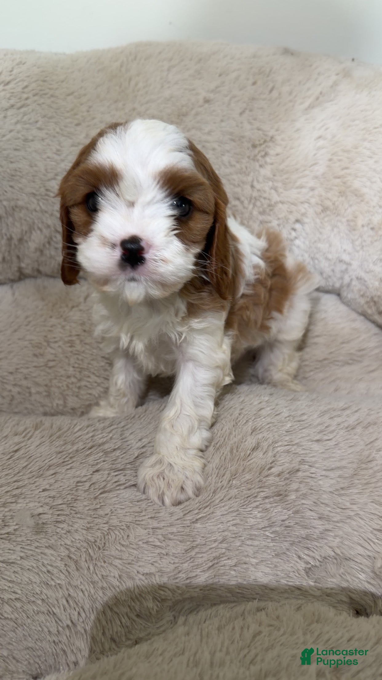 Cavapoo dogs Simba  - Ad 32