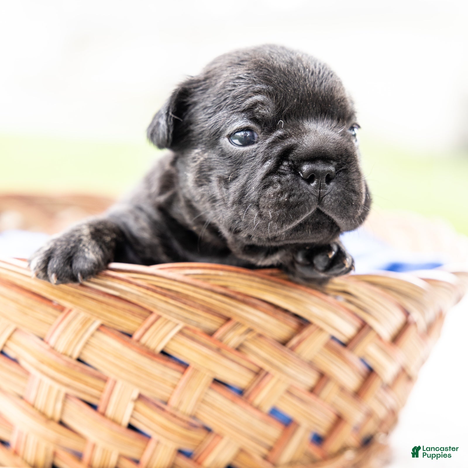 French Bulldog dogs Spidey - Ad 1