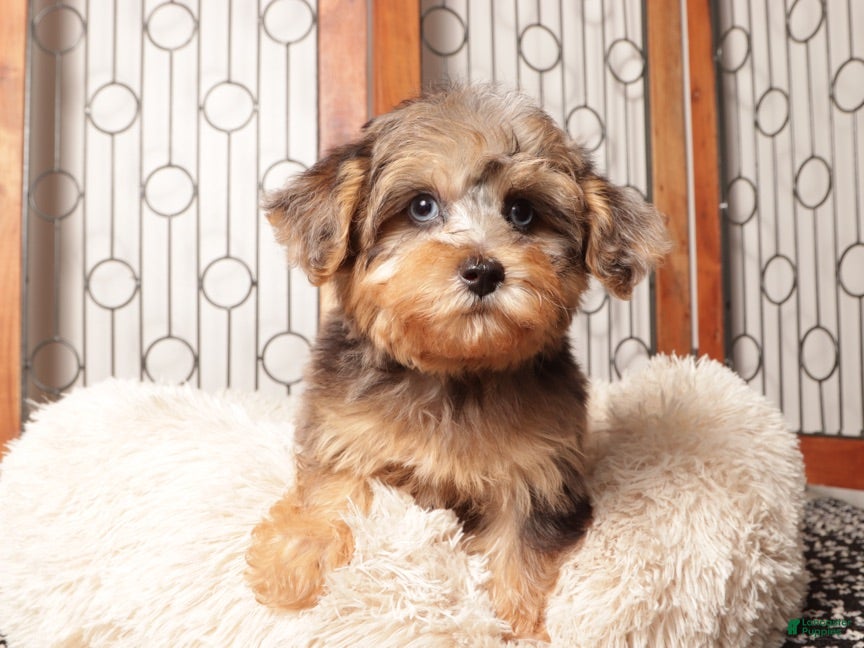 Yorkiepoo dogs Guppy Friendly Male Yorkie Poo - Ad 1