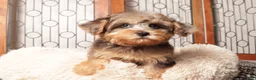 Yorkiepoo dogs for sale: Guppy Friendly Male Yorkie Poo - Ad 1