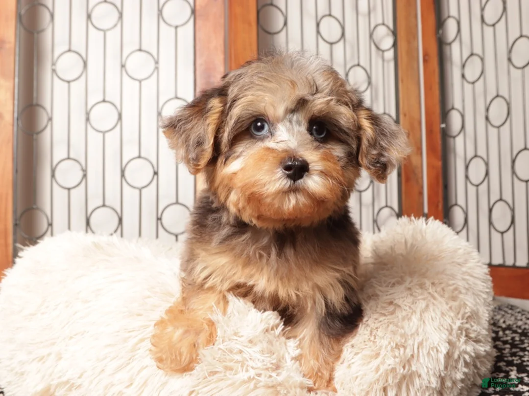 Yorkiepoo dogs for sale: Guppy Friendly Male Yorkie Poo - Ad 1