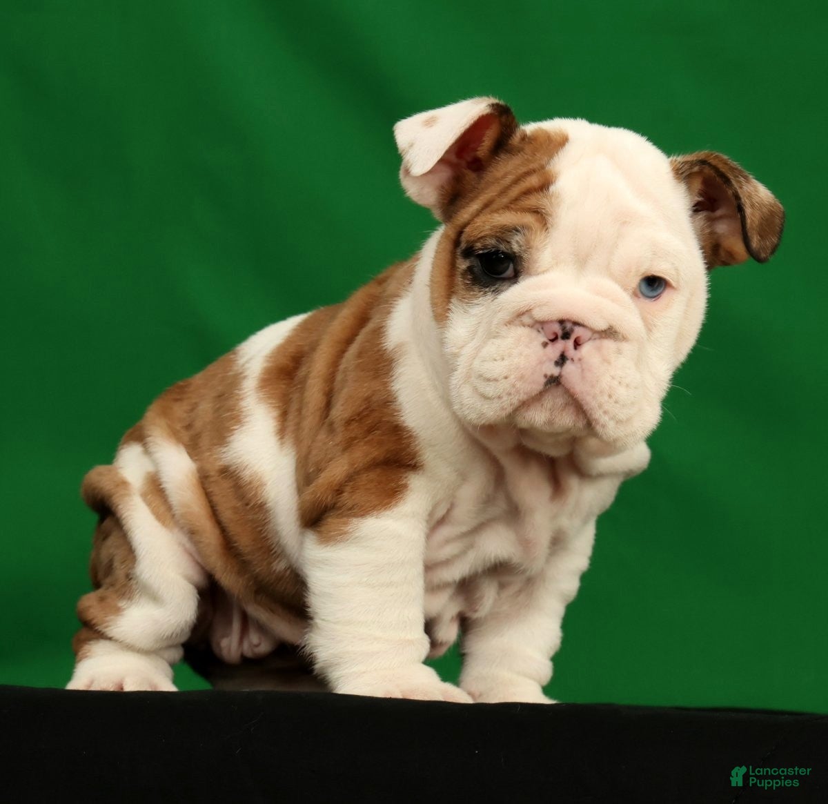 English Bulldog dogs Autumn - Ad 2